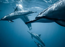 华体会hth体育-大发平台——开启娱乐与财富的新世界